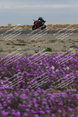 media/Jan-14-2023-SoCal Trackdays (Sat) [[497694156f]]/Turn 14 Exit Bloomig (145pm)/
